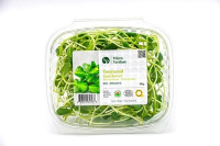 POUSSES TOURNESOL 80G