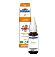 N37 ÉGLANTIER FLEURS 20ML