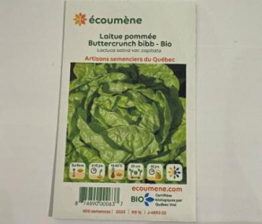 LAITUE POMMEE BUTTERCRUNCH BIO