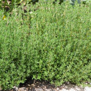 THYM ALLEMAND BIO